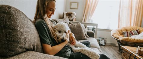 pet house sitting